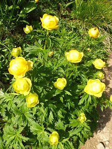 Kolekcja okazów flory wiosennej.