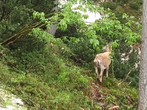 Koziorożce spotkane na szlaku