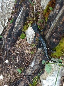 Salamandra bez plamek!