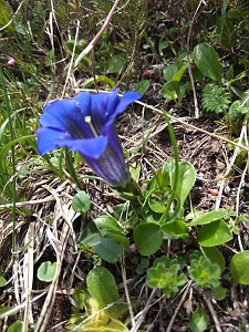 Goryczka krótkołodygowa (Gentiana Clusii)