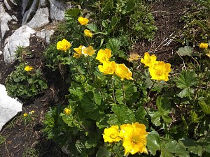 Kuklik górski (Geum montanum)