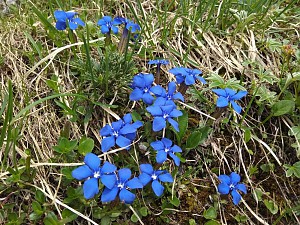 Goryczka wiosenna (Gentiana verna)