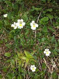 Tłustosz alpejski (Pinguicula alpina)