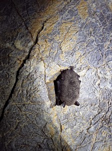 Jaskinia Średnia Kasprowa.