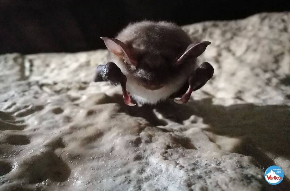 Wspinanie do Partii Królewskich w Jaskini Czarnej