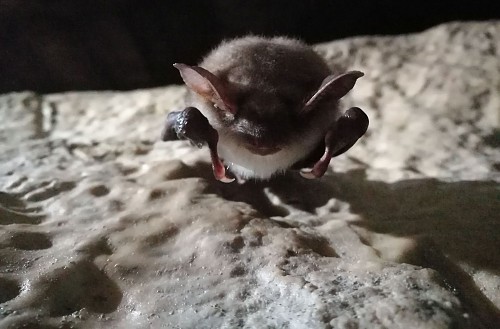 Wspinanie do Partii Królewskich w Jaskini Czarnej